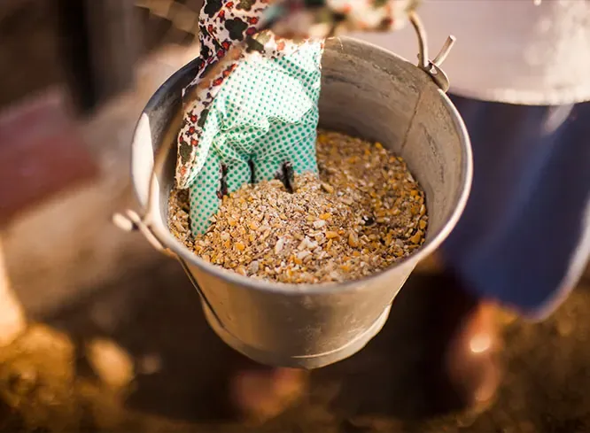 Animal feed and food production